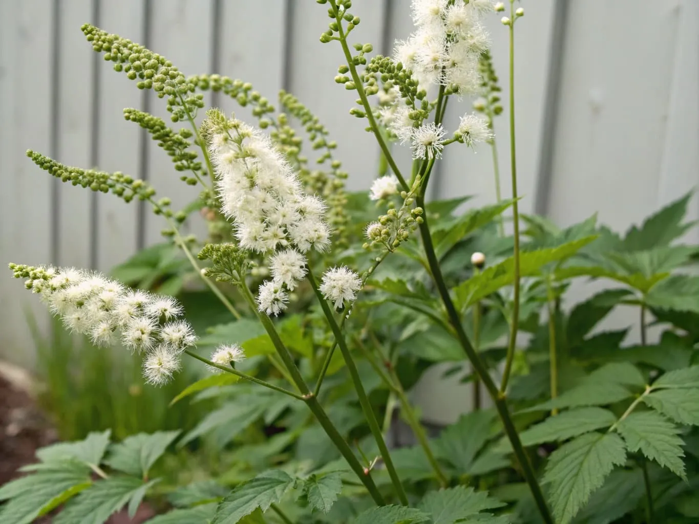 Is Actaea Racemosa Low FODMAP? The Full Guide